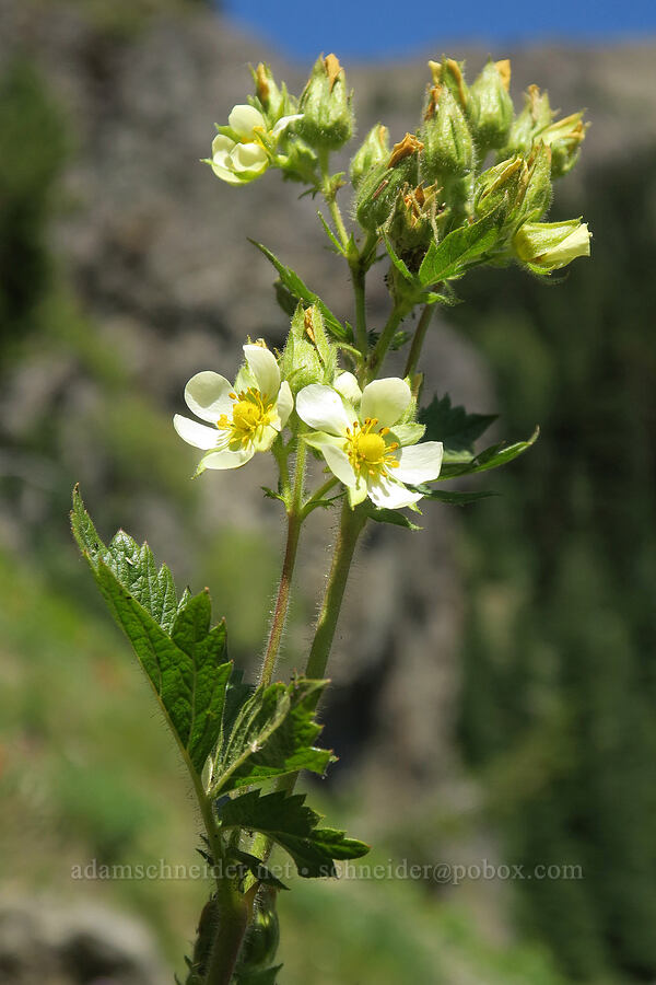 valley cinquefoil (Drymocallis convallaria (Potentilla arguta var. convallaria)) [Upper Big Quilcene Trail, Buckhorn Wilderness, Jefferson County, Washington]