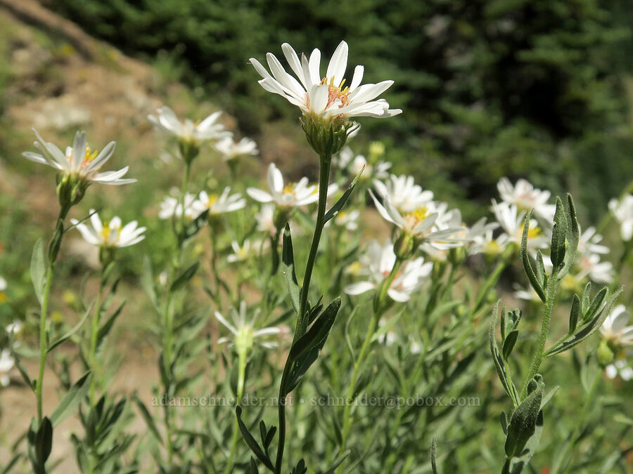 Olympic asters (Eucephalus paucicapitatus (Aster paucicapitatus)) [Upper Big Quilcene Trail, Buckhorn Wilderness, Jefferson County, Washington]