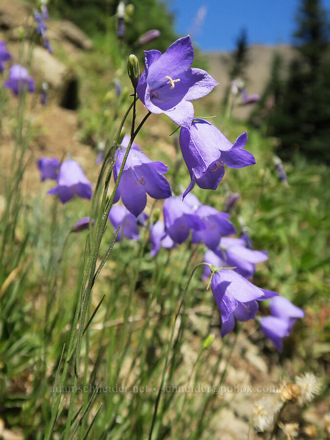 harebells (Campanula petiolata (Campanula rotundifolia)) [Upper Big Quilcene Trail, Buckhorn Wilderness, Jefferson County, Washington]