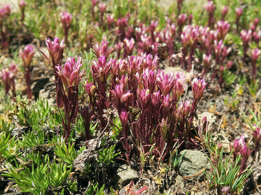 mountain owl's-clover (Orthocarpus imbricatus) [Marmot Pass, Buckhorn Wilderness, Jefferson County, Washington]