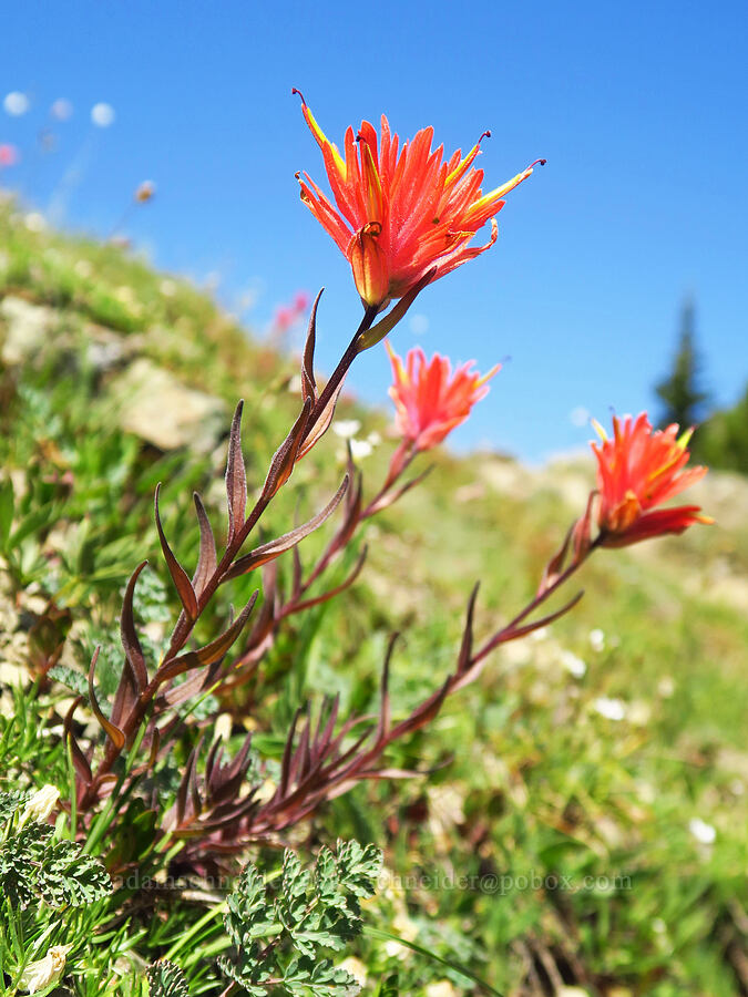 scarlet paintbrush (Castilleja miniata) [Marmot Pass, Buckhorn Wilderness, Jefferson County, Washington]