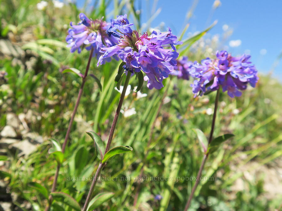 small-flowered penstemon (Penstemon procerus) [Marmot Pass, Buckhorn Wilderness, Jefferson County, Washington]