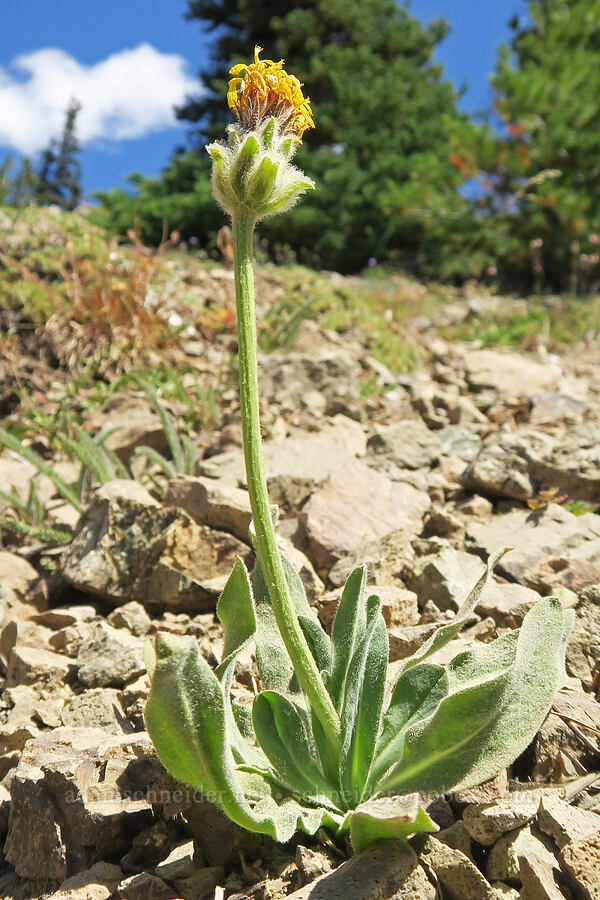pale/shaggy-head agoseris (Agoseris glauca var. dasycephala) [Tubal Cain Trail, Buckhorn Wilderness, Jefferson County, Washington]