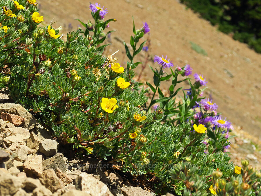 shrubby cinquefoil & fleabane (Dasiphora fruticosa (Potentilla fruticosa), Erigeron sp.) [Buckhorn Mountain Trail, Buckhorn Wilderness, Jefferson County, Washington]