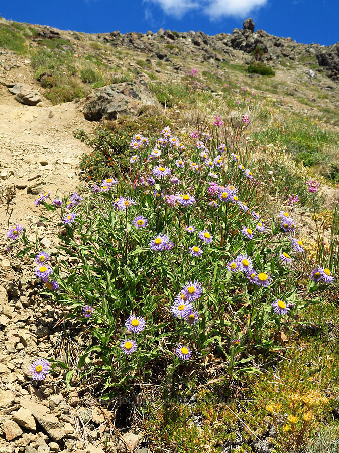 fleabane (Erigeron sp.) [Buckhorn Mountain Trail, Buckhorn Wilderness, Jefferson County, Washington]