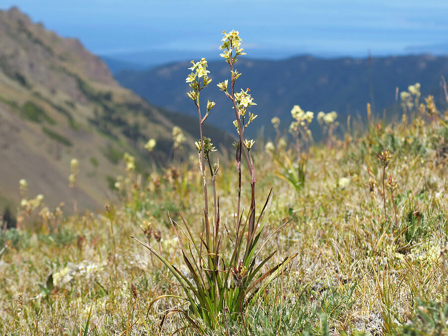 mountain death-camas (Anticlea elegans (Zigadenus elegans)) [Buckhorn Mountain Trail, Buckhorn Wilderness, Jefferson County, Washington]