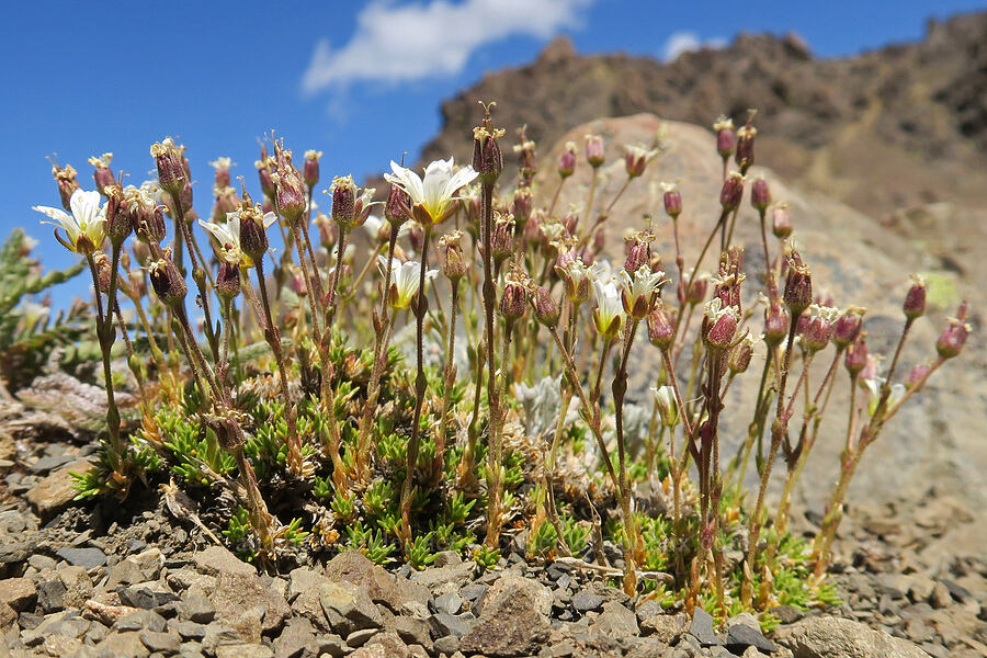 alpine sandwort (Minuartia obtusiloba (Cherleria obtusiloba) (Arenaria obtusiloba)) [Buckhorn Mountain Trail, Buckhorn Wilderness, Jefferson County, Washington]