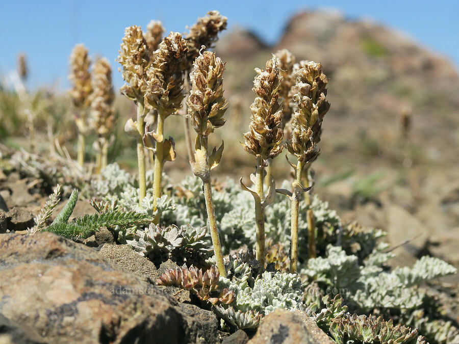 Olympic cut-leaf kittentails, going to seed (Synthyris lanuginosa (Synthyris pinnatifida var. lanuginosa) (Veronica dissecta ssp. lanuginosa)) [Buckhorn Mountain Trail, Buckhorn Wilderness, Jefferson County, Washington]