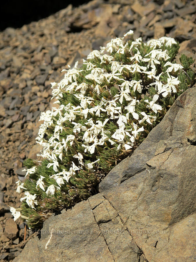 Henderson's phlox, fading (Phlox hendersonii) [Buckhorn Mountain, Buckhorn Wilderness, Jefferson County, Washington]