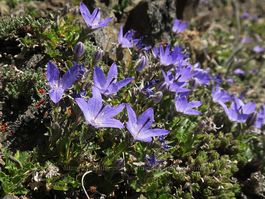 Olympic bellflowers/harebells (Campanula piperi) [Buckhorn Mountain, Buckhorn Wilderness, Jefferson County, Washington]