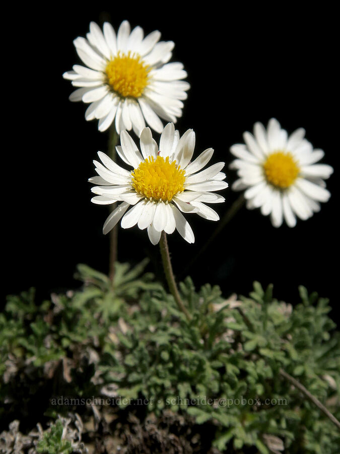 cut-leaf fleabane (Erigeron compositus) [Buckhorn Mountain, Buckhorn Wilderness, Jefferson County, Washington]