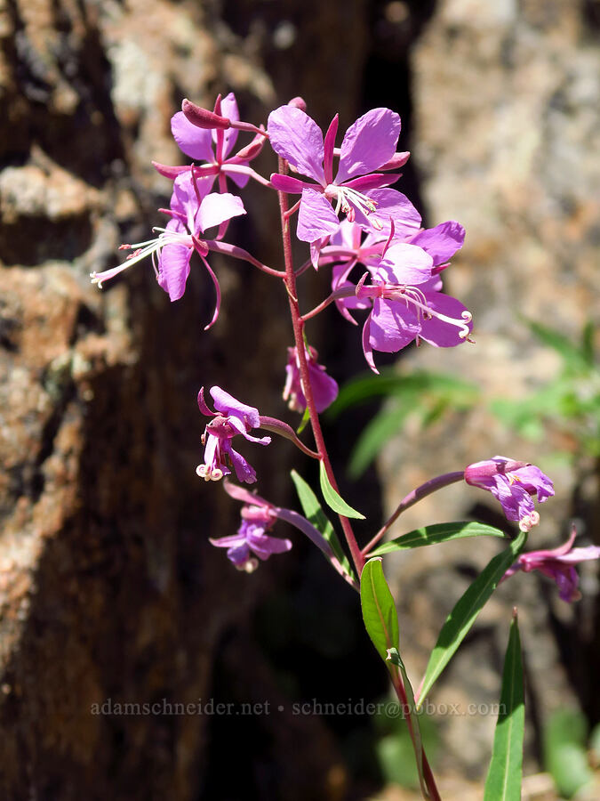 high-altitude fireweed (Chamerion angustifolium (Epilobium angustifolium)) [Buckhorn Mountain, Buckhorn Wilderness, Jefferson County, Washington]