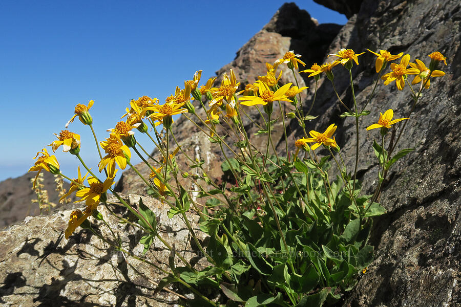 Sierra arnica (Arnica nevadensis) [summit of Buckhorn Mountain, Buckhorn Wilderness, Jefferson County, Washington]