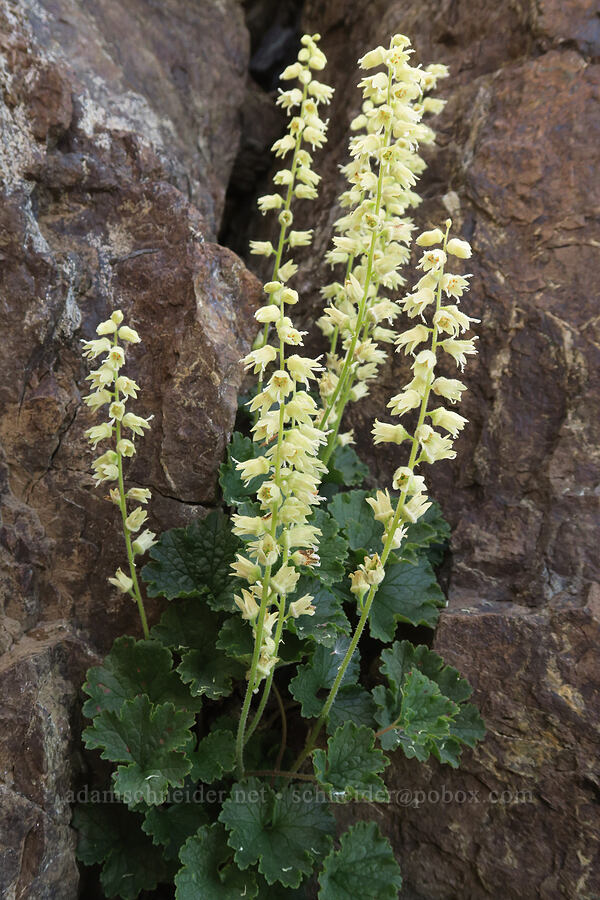 fuzzy elmera (yellow coral-bells) (Elmera racemosa) [summit of Buckhorn Mountain, Buckhorn Wilderness, Jefferson County, Washington]