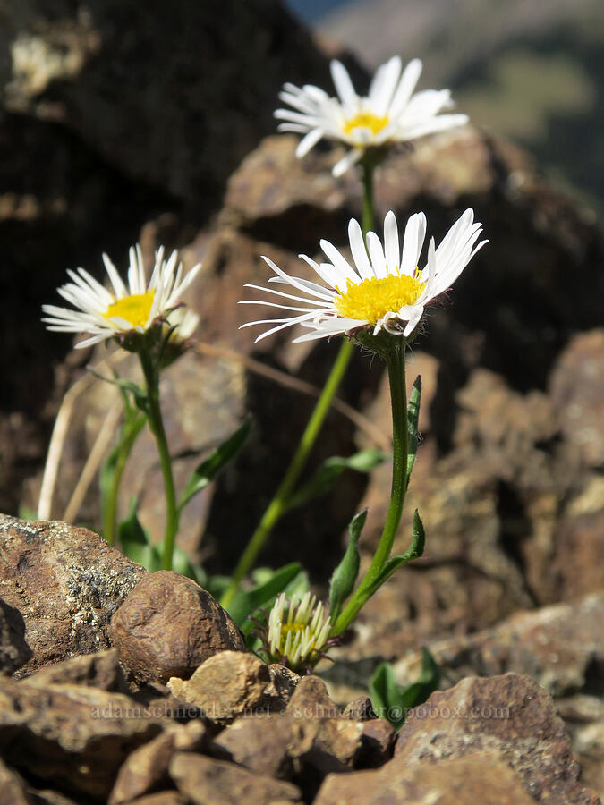 Flett's/Olympic fleabane (Erigeron flettii) [summit of Buckhorn Mountain, Buckhorn Wilderness, Jefferson County, Washington]
