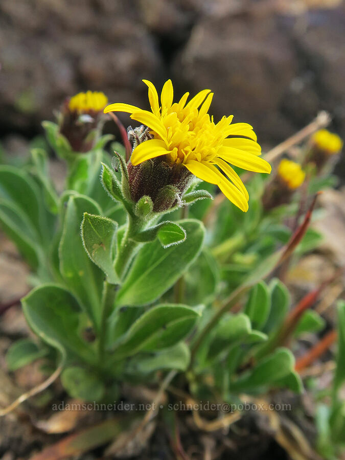 Lyall's goldenweed (Tonestus lyallii (Haplopappus lyallii)) [summit of Buckhorn Mountain, Buckhorn Wilderness, Jefferson County, Washington]