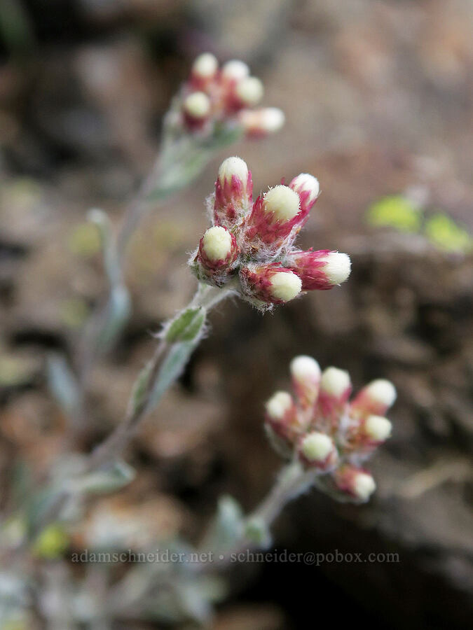 rosy pussy-toes (Antennaria rosea (Antennaria microphylla)) [summit of Buckhorn Mountain, Buckhorn Wilderness, Jefferson County, Washington]