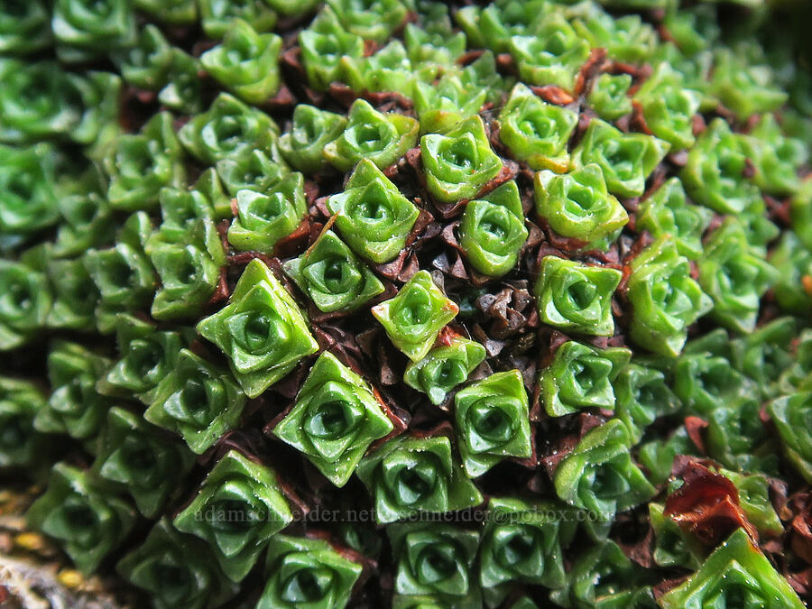 purple saxifrage leaves (Saxifraga oppositifolia) [summit of Buckhorn Mountain, Buckhorn Wilderness, Jefferson County, Washington]