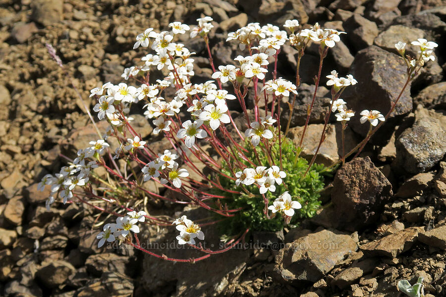 tufted saxifrage (Saxifraga cespitosa (Saxifraga caespitosa)) [Buckhorn Mountain, Buckhorn Wilderness, Jefferson County, Washington]