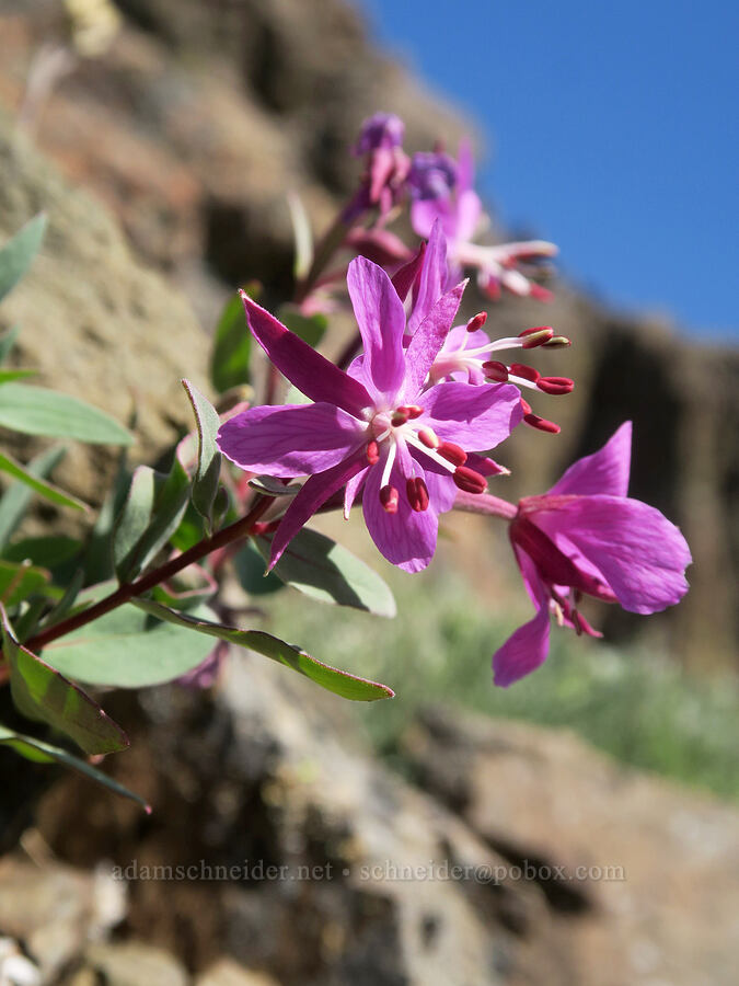 broad-leaf fireweed (Chamerion latifolium (Epilobium latifolium)) [Buckhorn Mountain, Buckhorn Wilderness, Jefferson County, Washington]