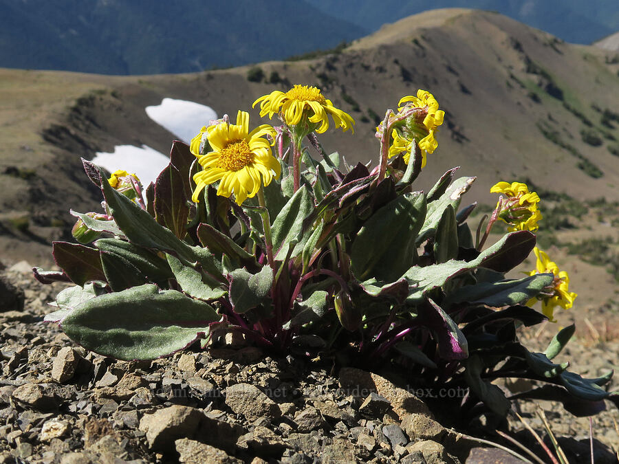 Olympic Mountain ragwort (Senecio neowebsteri) [below Buckhorn Mountain, Buckhorn Wilderness, Jefferson County, Washington]