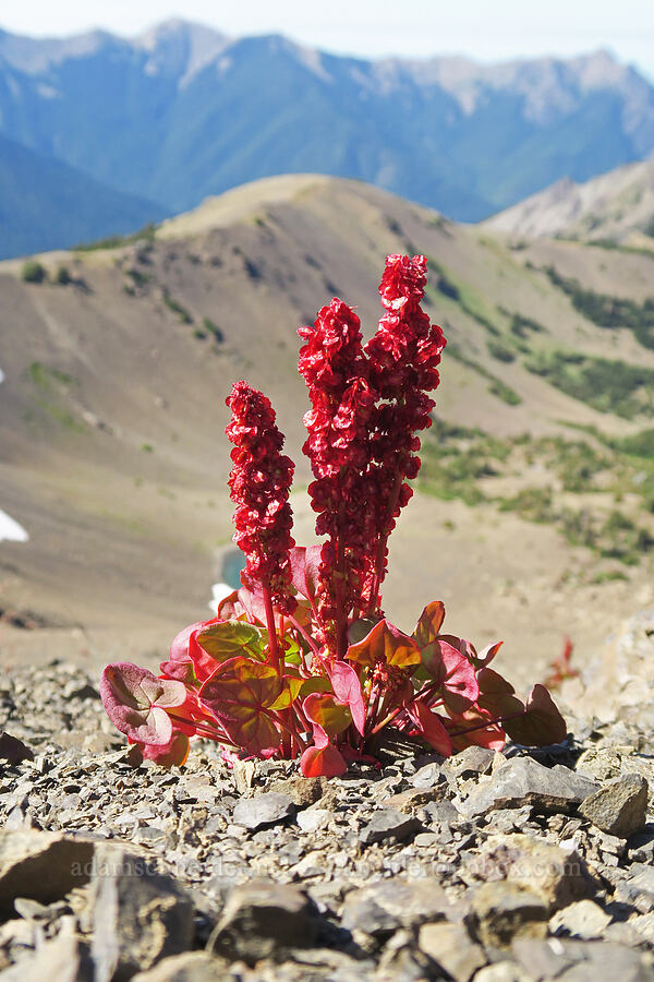 alpine sorrel (Oxyria digyna) [below Buckhorn Mountain, Buckhorn Wilderness, Jefferson County, Washington]