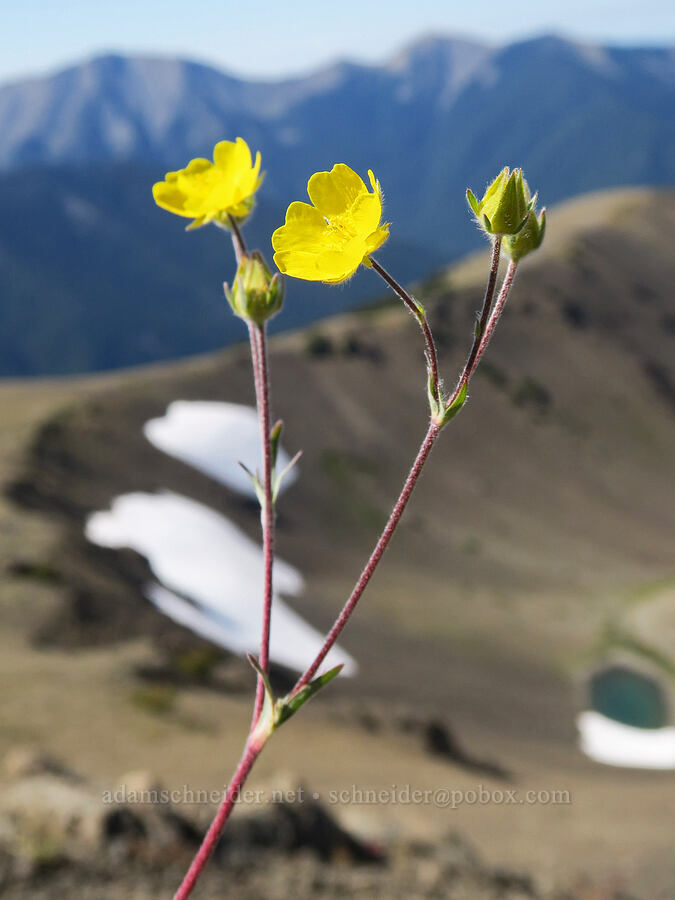 blue-leaf cinquefoil (Potentilla glaucophylla (Potentilla diversifolia var. glaucophylla)) [below Buckhorn Mountain, Buckhorn Wilderness, Jefferson County, Washington]