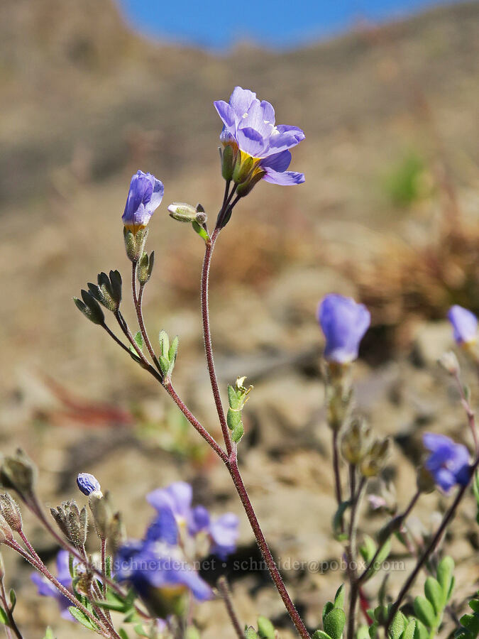 showy Jacob's-ladder (Polemonium pulcherrimum ssp. pulcherrimum) [below Buckhorn Mountain, Buckhorn Wilderness, Jefferson County, Washington]
