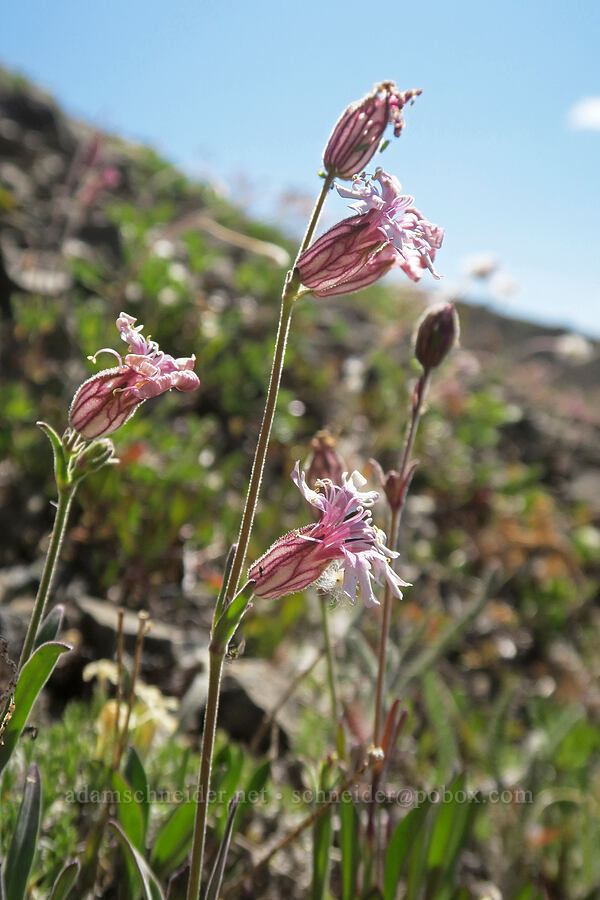 Parry's catchfly (Silene parryi) [below Buckhorn Mountain, Buckhorn Wilderness, Jefferson County, Washington]