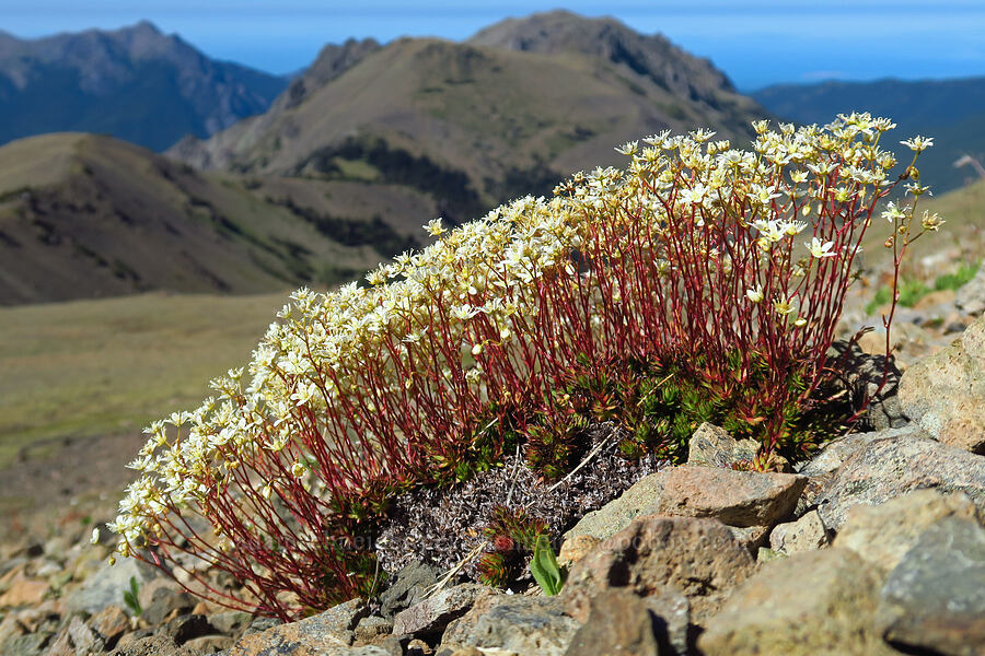 spotted saxifrage (Saxifraga bronchialis ssp. austromontana (Saxifraga austromontana)) [below Buckhorn Mountain, Buckhorn Wilderness, Jefferson County, Washington]