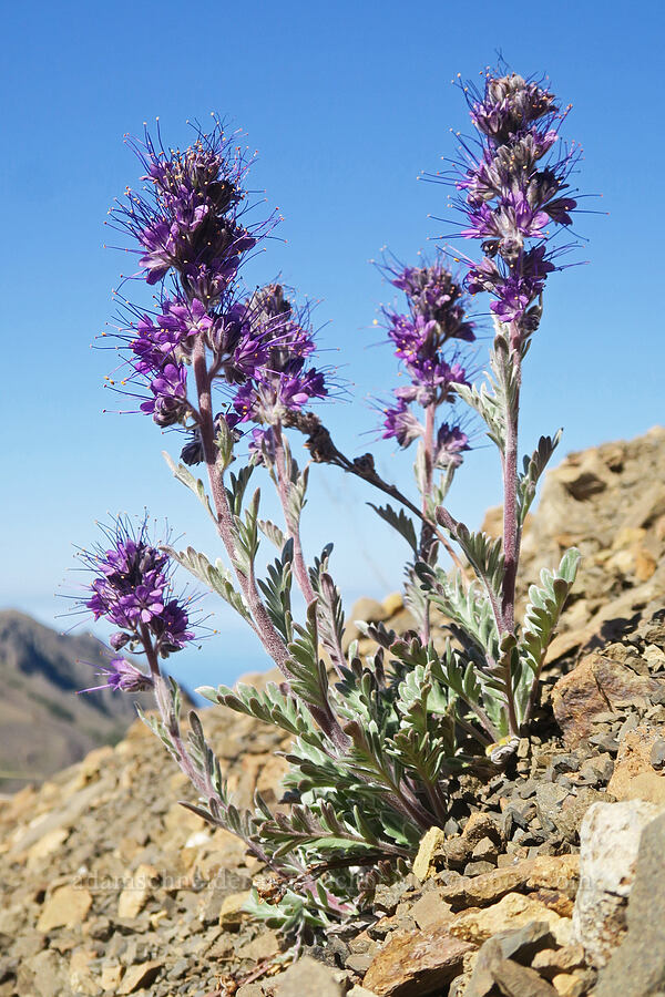 silky phacelia (Phacelia sericea) [below Buckhorn Mountain, Buckhorn Wilderness, Jefferson County, Washington]