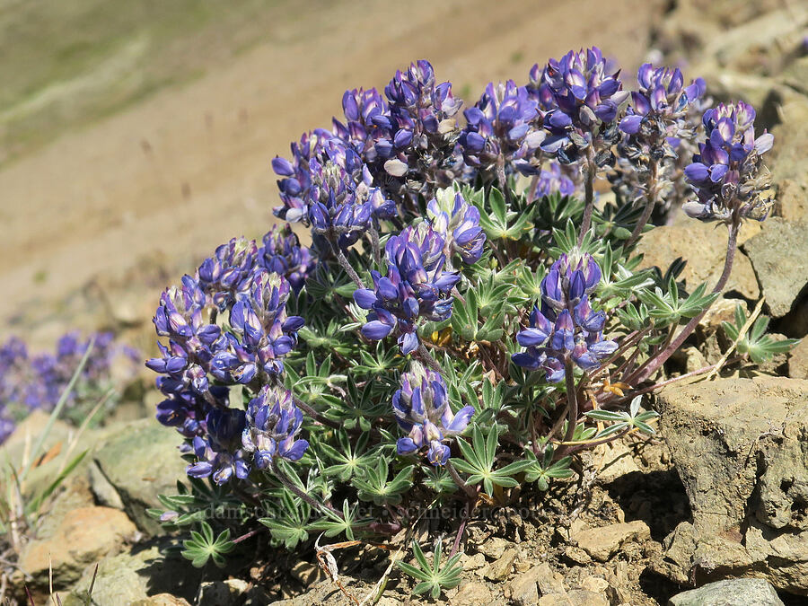 dwarf lupine (Lupinus lepidus var. lobbii) [below Buckhorn Mountain, Buckhorn Wilderness, Jefferson County, Washington]