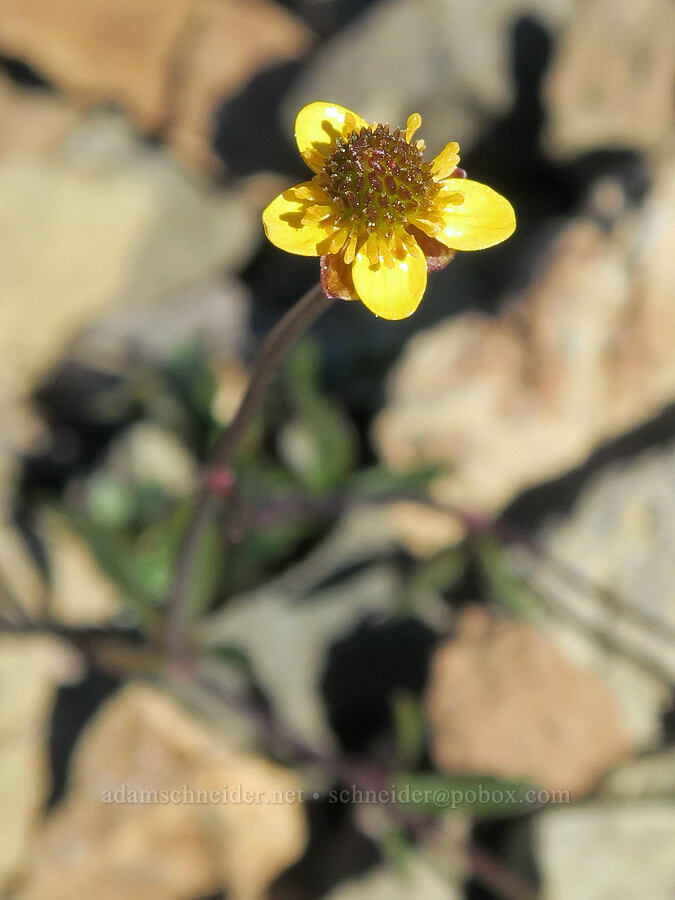 Arctic/modest buttercup (Ranunculus grayi (Ranunculus gelidus ssp. grayi)) [below Buckhorn Mountain, Buckhorn Wilderness, Jefferson County, Washington]