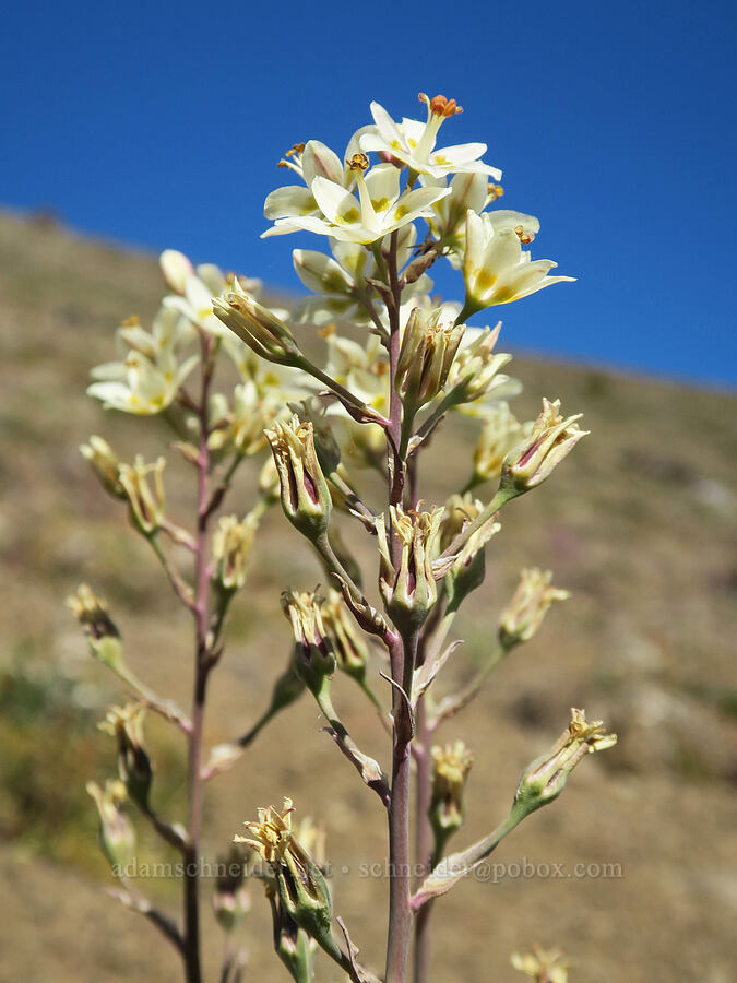 mountain death-camas (Anticlea elegans (Zigadenus elegans)) [Tubal Cain Trail, Buckhorn Wilderness, Jefferson County, Washington]
