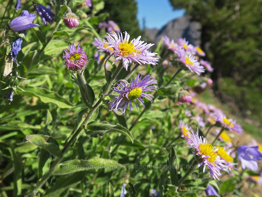 three-nerve fleabane (Erigeron subtrinervis) [Tubal Cain Trail, Buckhorn Wilderness, Jefferson County, Washington]