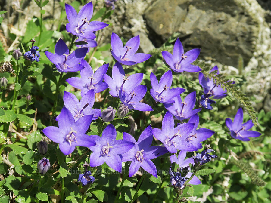 Olympic bellflowers/harebells (Campanula piperi) [near Marmot Pass, Buckhorn Wilderness, Jefferson County, Washington]
