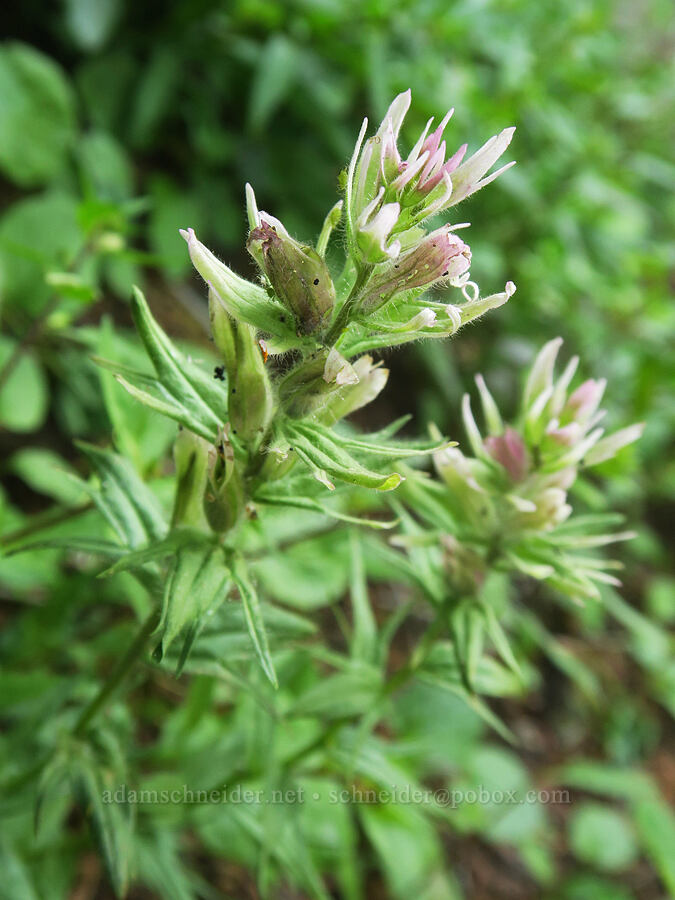 very pale Olympic paintbrush (Castilleja parviflora var. olympica) [Upper Dungeness Trail, Buckhorn Wilderness, Jefferson County, Washington]