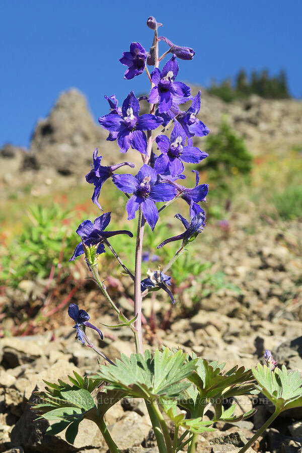 Olympic/rockslide larkspur (Delphinium glareosum) [Upper Dungeness Trail, Buckhorn Wilderness, Jefferson County, Washington]
