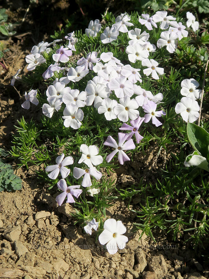 spreading phlox (Phlox diffusa) [Upper Dungeness Trail, Buckhorn Wilderness, Jefferson County, Washington]