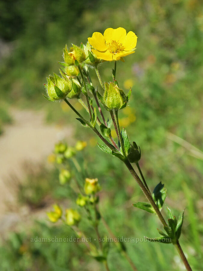 Drummond's cinquefoil (Potentilla drummondii ssp. drummondii) [Upper Dungeness Trail, Buckhorn Wilderness, Jefferson County, Washington]