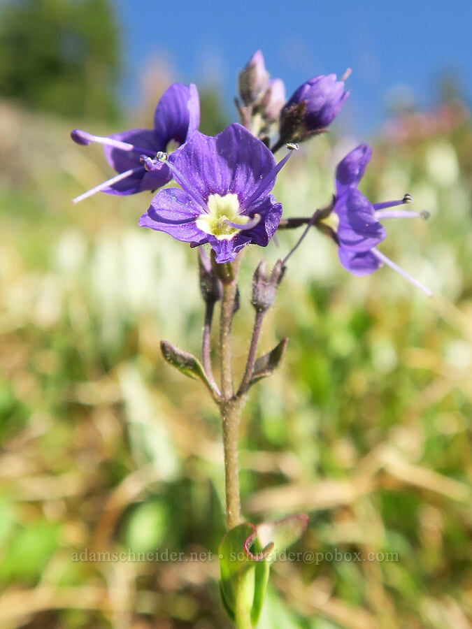 Cusick's speedwell (Veronica cusickii) [Upper Dungeness Trail, Buckhorn Wilderness, Jefferson County, Washington]