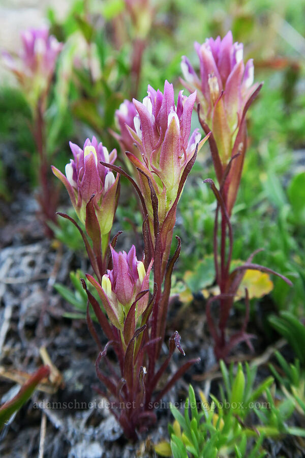 mountain owl's-clover (Orthocarpus imbricatus) [near Marmot Pass, Buckhorn Wilderness, Jefferson County, Washington]