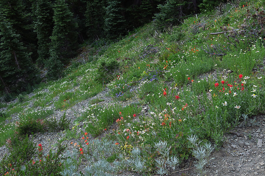 wildflowers [Upper Big Quilcene Trail, Buckhorn Wilderness, Jefferson County, Washington]