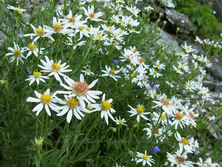 Olympic asters (Eucephalus paucicapitatus (Aster paucicapitatus)) [Upper Big Quilcene Trail, Buckhorn Wilderness, Jefferson County, Washington]