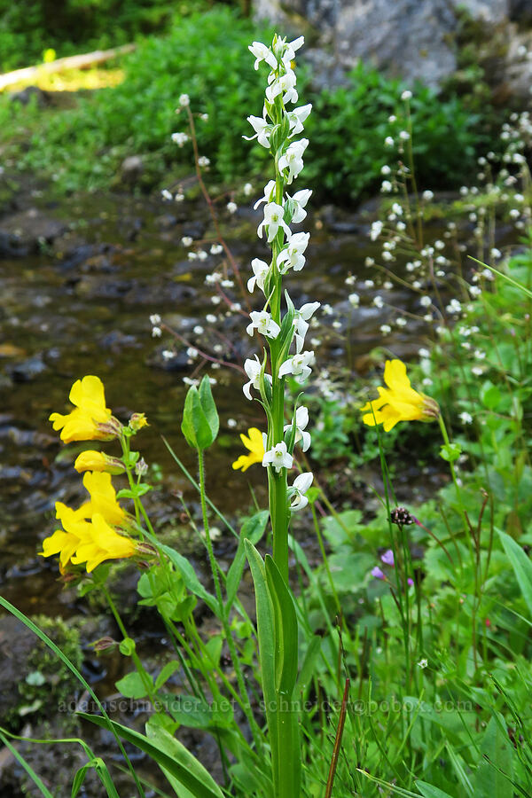 white bog orchid & yellow monkeyflower (Platanthera dilatata (Habenaria dilatata), Erythranthe guttata (Mimulus guttatus)) [Upper Big Quilcene Trail, Buckhorn Wilderness, Jefferson County, Washington]