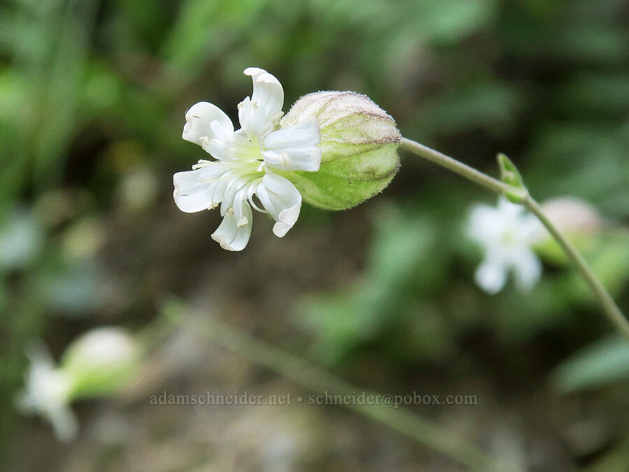 Douglas' catchfly (Silene douglasii) [Upper Big Quilcene Trail, Buckhorn Wilderness, Jefferson County, Washington]