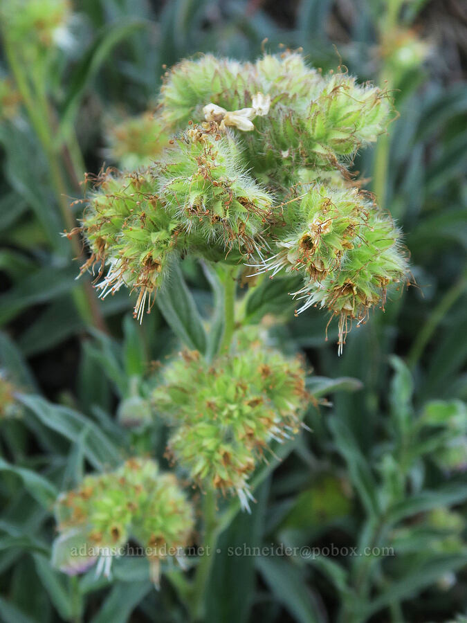 narrow-sepal phacelia (Phacelia leptosepala (Phacelia hastata var. leptosepala)) [Upper Big Quilcene Trail, Buckhorn Wilderness, Jefferson County, Washington]