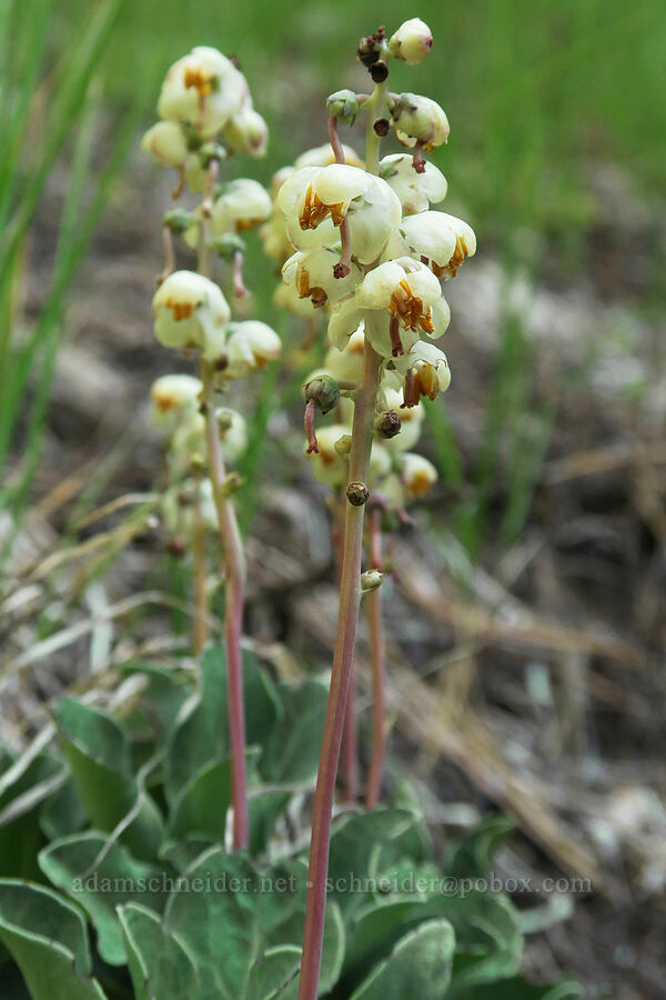tooth-leaf pyrola (Pyrola dentata (Pyrola picta)) [Twin Lakes Trail, Wallowa-Whitman National Forest, Baker County, Oregon]