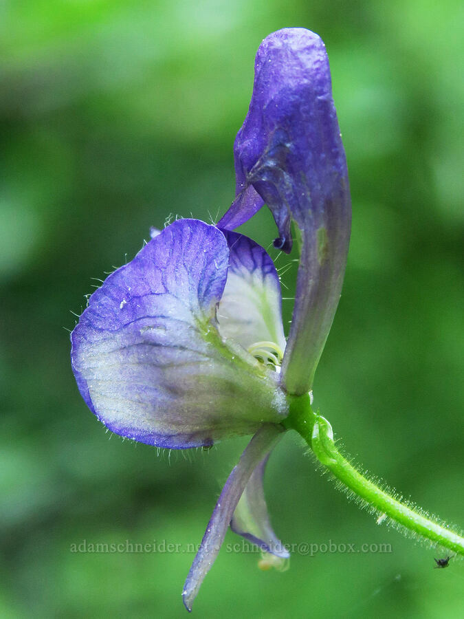 monkshood (Aconitum columbianum) [Twin Lakes Trail, Wallowa-Whitman National Forest, Baker County, Oregon]