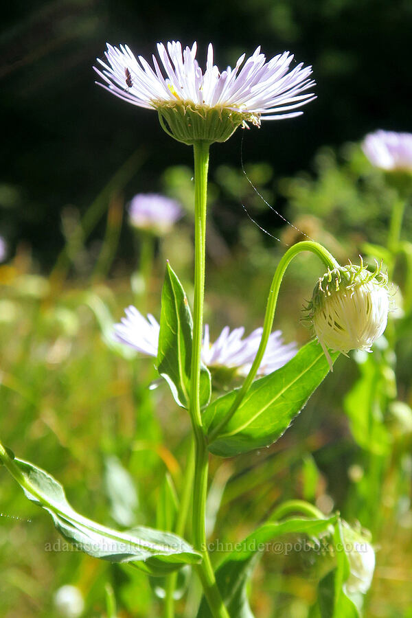 showy fleabane (Erigeron speciosus) [Twin Lakes Trail, Wallowa-Whitman National Forest, Baker County, Oregon]
